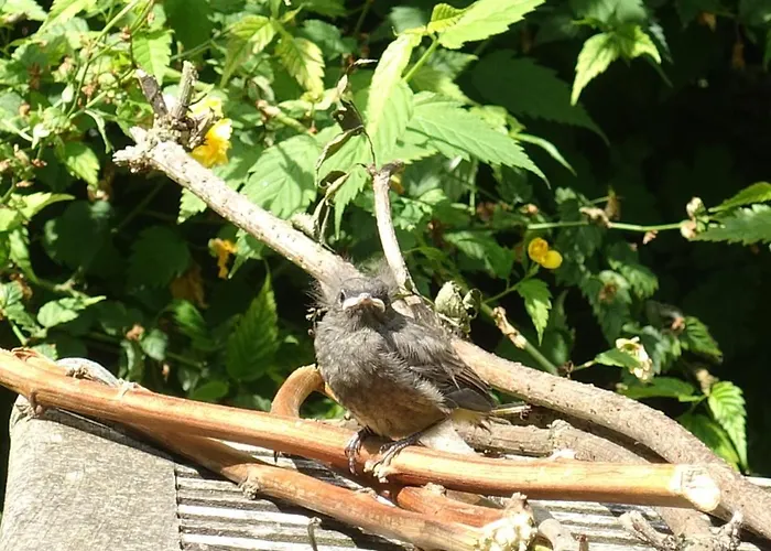 Armonui Centre Historique * Ονφλέρ