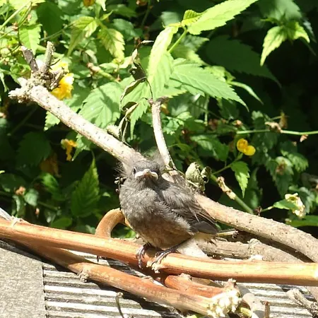 Armonui Centre Historique * Honfleur